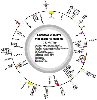 The de novo assembly and characterization of the complete mitochondrial genome of bottle gourd (Lagenaria siceraria) reveals the presence of homologous conformations produced by repeat-mediated recombination